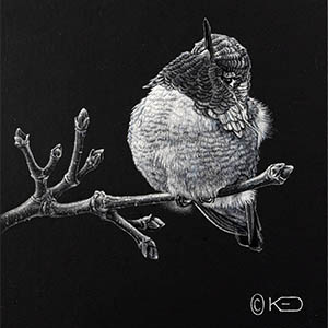 thumbnail of Poser- Anna's Hummingbird