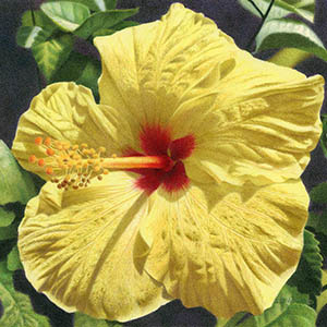 thumbnail of For Lahaina