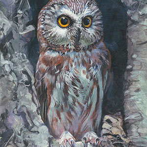 thumbnail of Saw Whet Owl