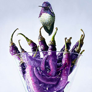 thumbnail of Costa's Hummingbird & Buena Mulatas
