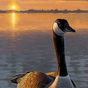 thumbnail of Gander at Dawn