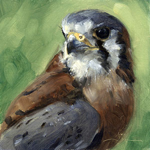 thumbnail of American Kestrel