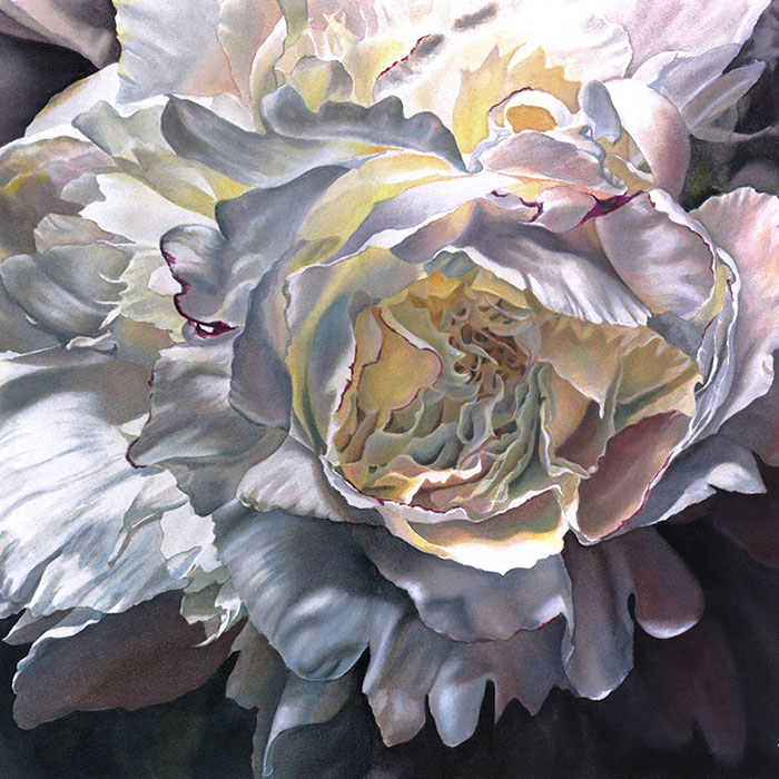 thumbnail of Majestic Peony
