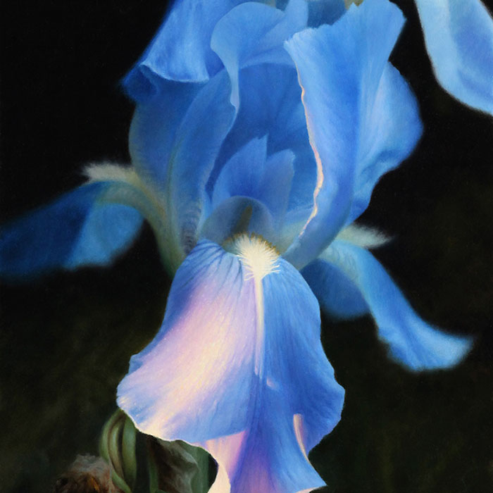 thumbnail of Iris
