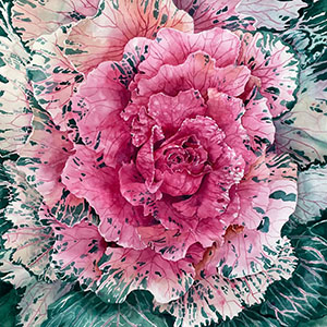 thumbnail of Cabbage