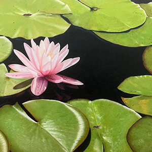 thumbnail of Waterlily