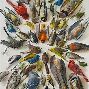 thumbnail of JoAnna Poehlmann's Birds