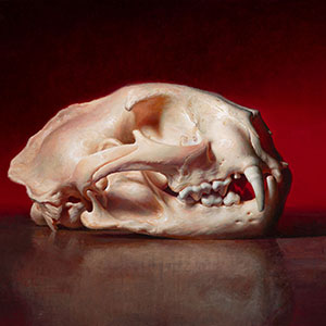 thumbnail of Mountain Lion Skull