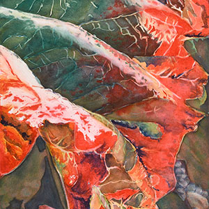 thumbnail of Rhubarb Beauty