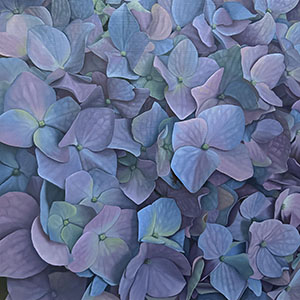 thumbnail of Veil of Petals