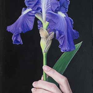 thumbnail of Holding Beauty #1, City of Lights Bearded Iris