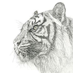 thumbnail of Silent Roar