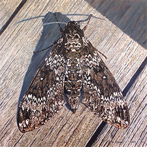 thumbnail of Rustic Sphinx Moth in a Triangular Arrangement