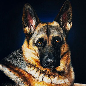 thumbnail of Kira - German Shepherd