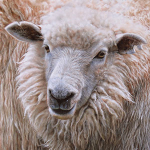 thumbnail of Ewe Following Me