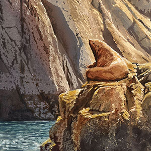 thumbnail of Steller Sea Lion