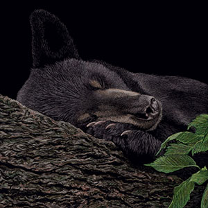 thumbnail of Nap Time