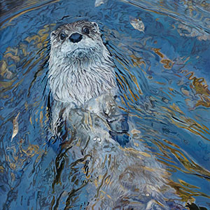 thumbnail of Otters Just Wanna Have Fun
