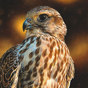 thumbnail of Young Saker Falcon