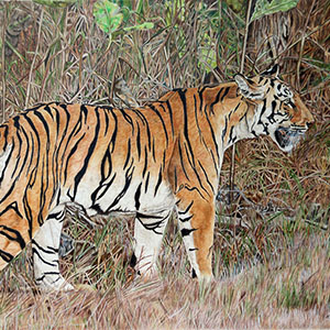 thumbnail of Sitara
