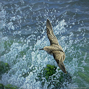 thumbnail of Surf Rider