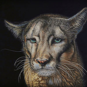 thumbnail of Emergence - Florida Panther