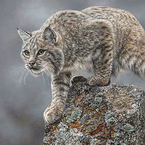 thumbnail of On the Prowl