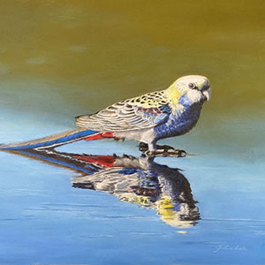 thumbnail of Pale Headed Rosella