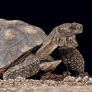 thumbnail of Tucson Yawn