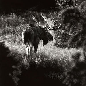 thumbnail of First Light