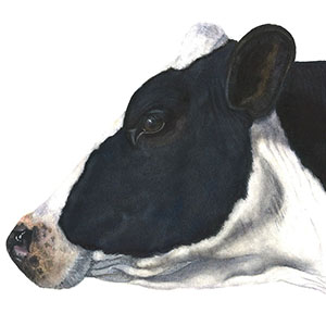 thumbnail of Belle of the Ball