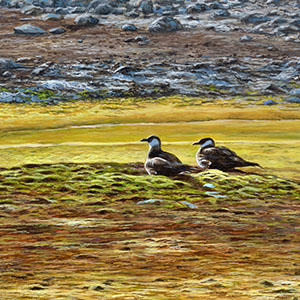 thumbnail of Colors of Svalbard - Arctic Skua