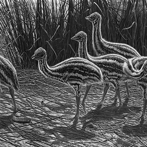 thumbnail of A Small Measure of Shade - Emu Chicks