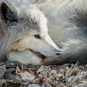 thumbnail of Shades of Grey