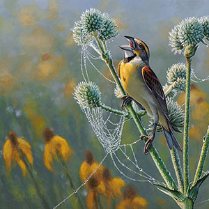 thumbnail of Dickcissel in the Dew